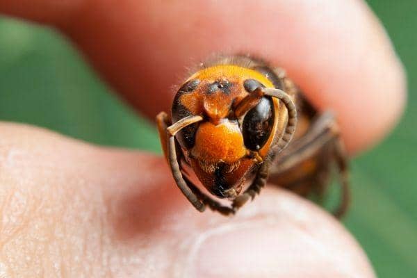Asian hornet