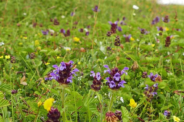 Wildflowers at Coul Links.