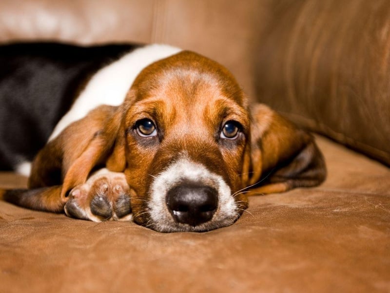 The Basset Hound is famous for being able to follow scents without getting distracted, and remaining calm while doing so. This calmness also applies to all other parts of their personality. They will develop a strong relationship with their owner, although some patience is required for their training.