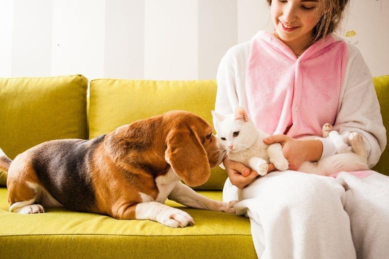 Bred to hunt in groups, Beagles have a natural affinity to being in a gang of animals. Traditionally that may have been other dogs, they are just as likely to see a cat as being another member of the pack.