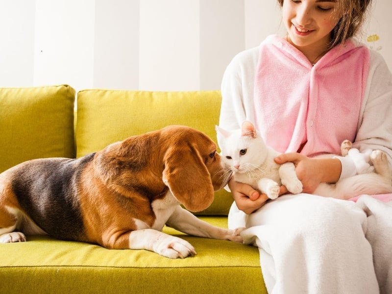 Bred to hunt in groups, Beagles have a natural affinity to being in a gang of animals. Traditionally that may have been other dogs, they are just as likely to see a cat as being another member of the pack.