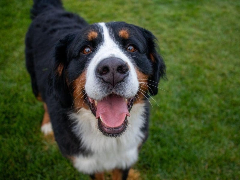 Another gentle giant, the beautiful Bernese Mountain Dog also lives around 6-8 years.