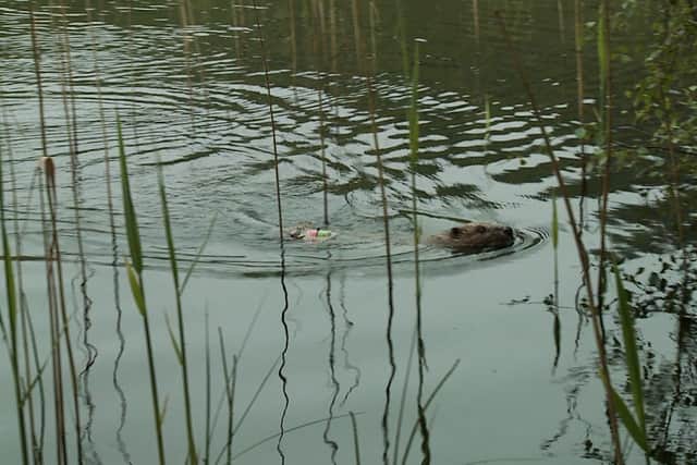 One of the first 11 beavers to be released into the wild in Scotland in 400 years (Picture: The Royal Zoological Society of Scotland/PA)