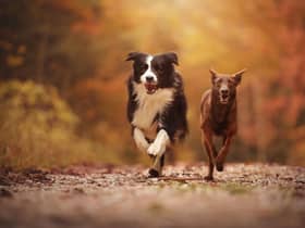 These are the world's fastest breeds of dog.