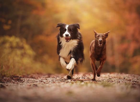 These are the world's fastest breeds of dog.