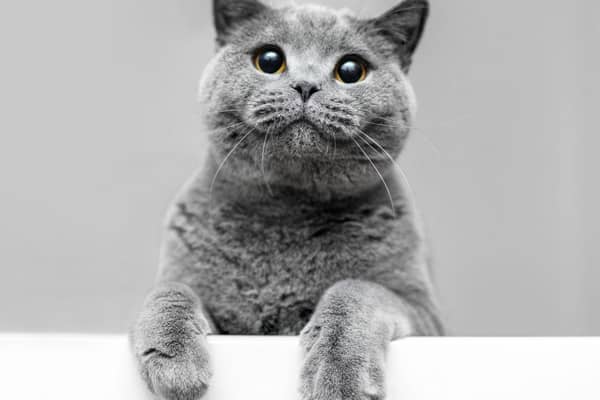 The Russian Blue cat breed. Cr: Getty Images/Canva Pro