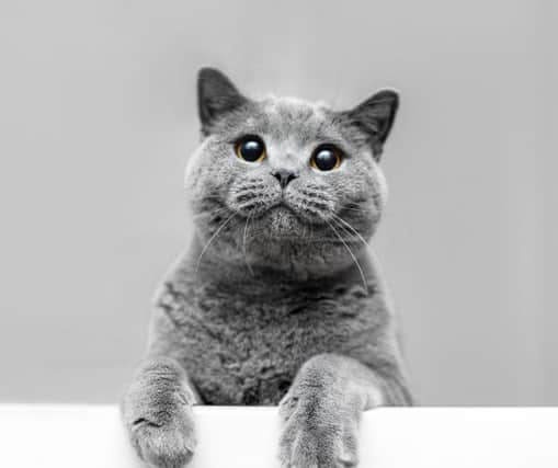 The Russian Blue cat breed. Cr: Getty Images/Canva Pro