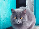 How long do cats live?