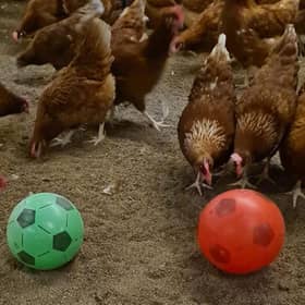 Photo of chickens at Leicestershire-based egg producer Sunrise Poultry Farms playing with a football while they are stuck indoors during the bird flu lockdown picture: Sunrise Poultry Farms Limited
