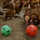 Photo of chickens at Leicestershire-based egg producer Sunrise Poultry Farms playing with a football while they are stuck indoors during the bird flu lockdown picture: Sunrise Poultry Farms Limited