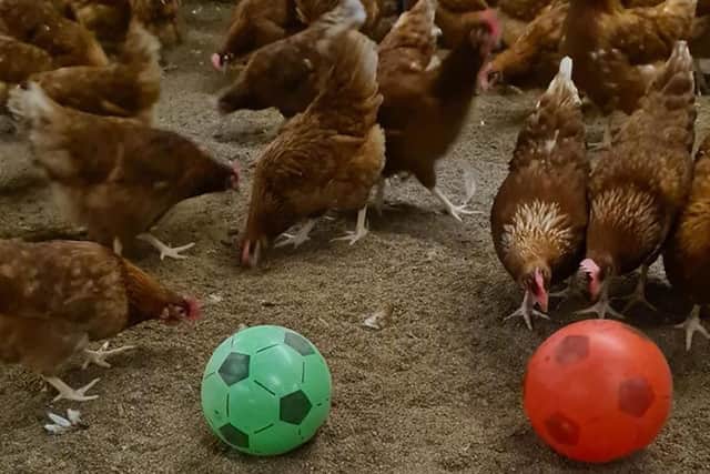 Photo of chickens at Leicestershire-based egg producer Sunrise Poultry Farms playing with a football while they are stuck indoors during the bird flu lockdown picture: Sunrise Poultry Farms Limited