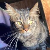 Tina is roughly five 5 years old and is a loving lady