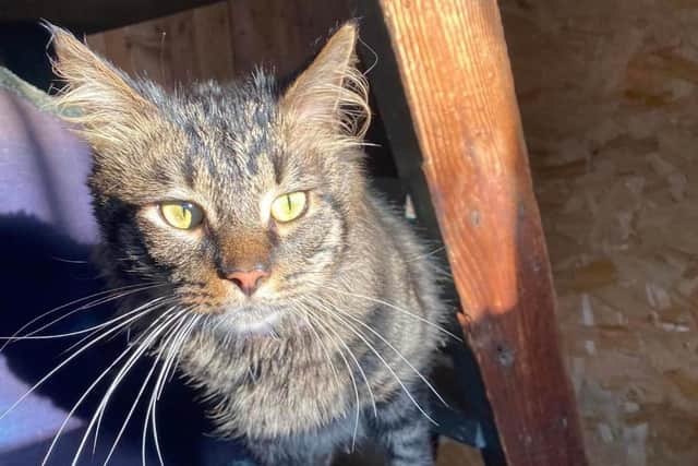 Tina is roughly five 5 years old and is a loving lady