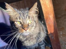 Tina is roughly five 5 years old and is a loving lady