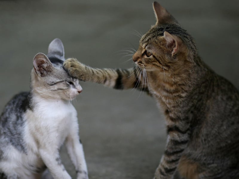 There is only One Direction a cat with this name is going - and that is up!