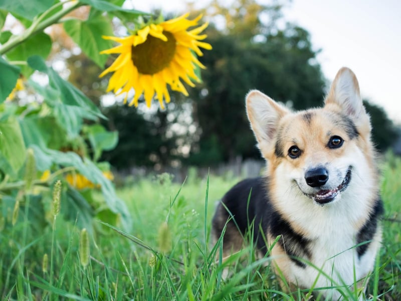 There are a variety of theories as to how the Corgi first arrived in Wales. Some believe that the two breeds have a common ancestor in the Swedish Vallhund, then started to differ due to selective breeding. Others think they have separate heritages - with the Pembroke breed imported by Flemish weavers in the 10th century, while Cardigans were brought over by Nordic settlers.