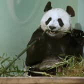 Tian Tian in her enclosure at Edinburgh Zoo (Photo: Andrew Milligan).