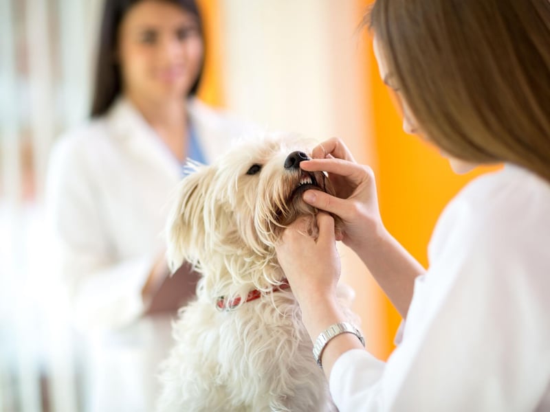 Don’t feed your dog bones as these can wear down and damage their teeth. Bones can also break into splinters which can damage their gums and throat if swallowed.