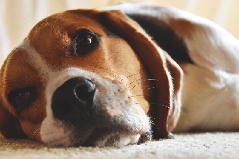 The Beagle's amazing sense of smell was used by hunters to sniff out foxes from miles away. They are now often used by customs officials in airports to find concealed contraband.