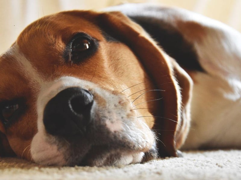 The Beagle's amazing sense of smell was used by hunters to sniff out foxes from miles away. They are now often used by customs officials in airports to find concealed contraband.