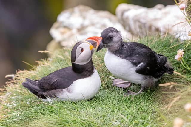 Often nicknamed 'clown of the sea' or 'sea parrot', the puffin is one of Scotland best-loved seabirds