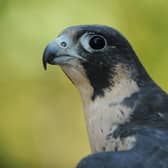 Peregrine falcons are the fastest living things on the planet (Picture: Stan Honda/AFP via Getty Images)