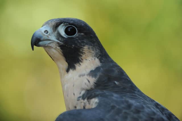 Peregrine falcons are the fastest living things on the planet (Picture: Stan Honda/AFP via Getty Images)