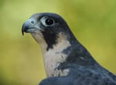 Peregrine falcons are the fastest living things on the planet (Picture: Stan Honda/AFP via Getty Images)
