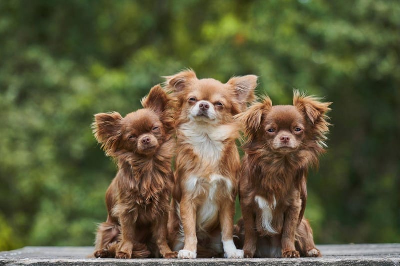 Now, moving to the dog breeds most likely to exhibit signs of aggression. A classic example of small dog syndrome, the Chihuahua has a tiny body but a big attitude. Regular unpredictable bouts of aggression are not uncommon, meaning they are not a good choice for families with small children.