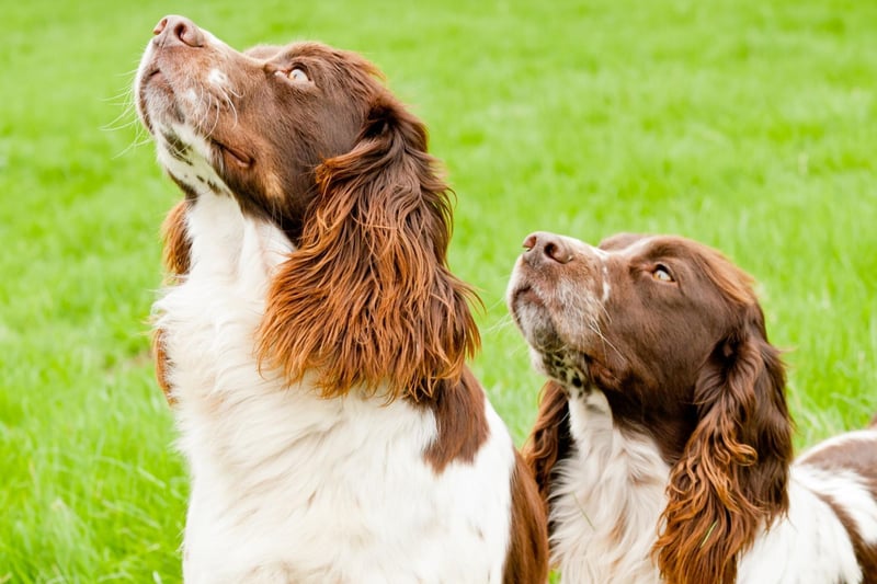 The athletic Springer Spaniel needs plenty of space both indoors and outdoors to run around, so will likely cause damage by dashing around smaller flats. They also shed lots of hair all year round which can be an issue in a confined space.