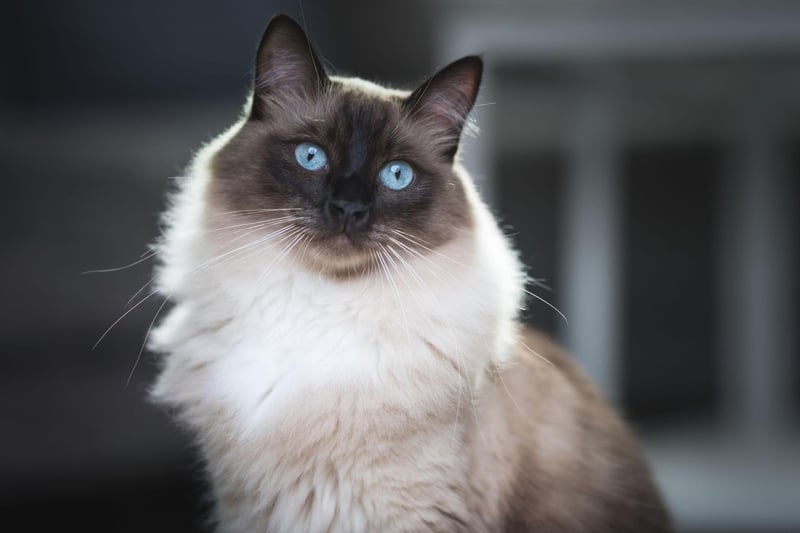 The Ragdoll cat is just as affectionate and cuddly as the name would suggest. They behave similarly to puppies and can be trained to fetch objects and come when called.
