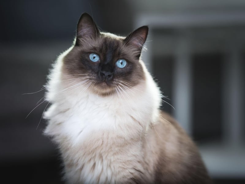 The Ragdoll cat is just as affectionate and cuddly as the name would suggest. They behave similarly to puppies and can be trained to fetch objects and come when called.