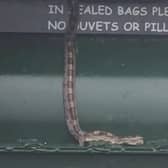 The image from Fife Jammers showed a snake at a clothing point