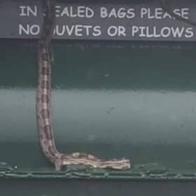 The image from Fife Jammers showed a snake at a clothing point