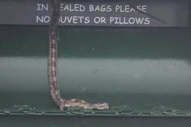 The image from Fife Jammers showed a snake at a clothing point