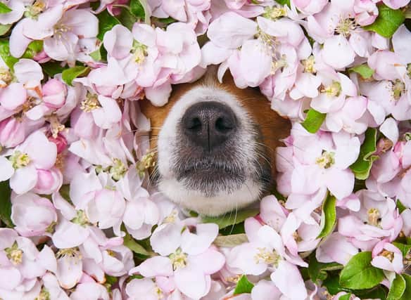 Spring allergies can prove to be a problem for some dogs - but there are actions you can take to avoid the worst.