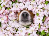 Spring allergies can prove to be a problem for some dogs - but there are actions you can take to avoid the worst.