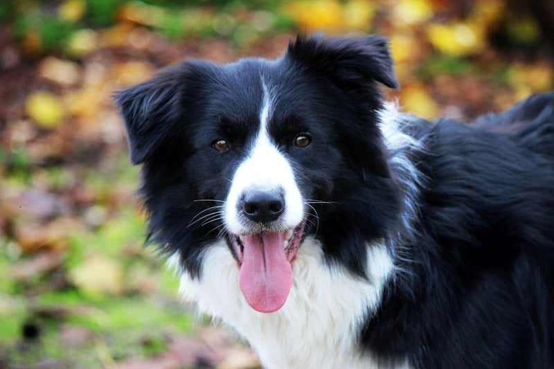 The Border Collie is a naturally very happy breed, but they are in their ultimate doggy heaven when out-and-about exercising. You'll not see a dog more in its element than a delighted Border Collie racing across fields.