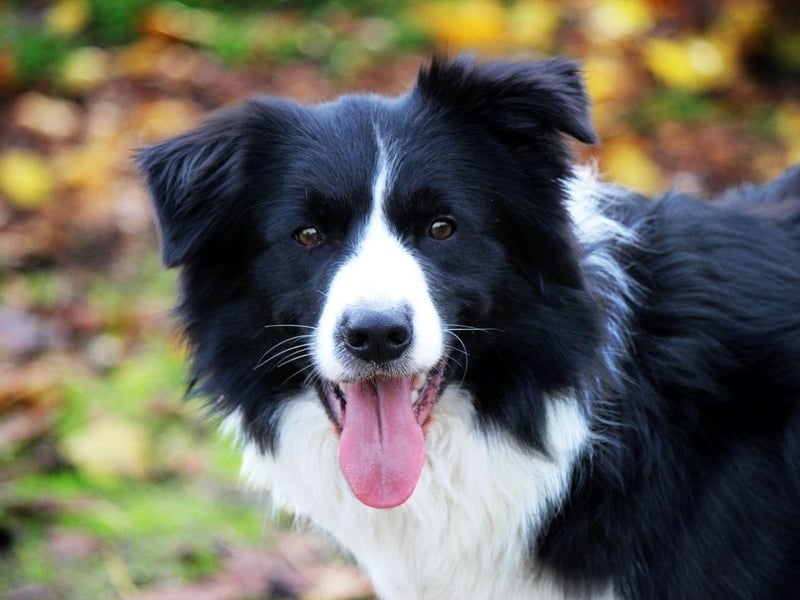 The Border Collie is a naturally very happy breed, but they are in their ultimate doggy heaven when out-and-about exercising. You'll not see a dog more in its element than a delighted Border Collie racing across fields.