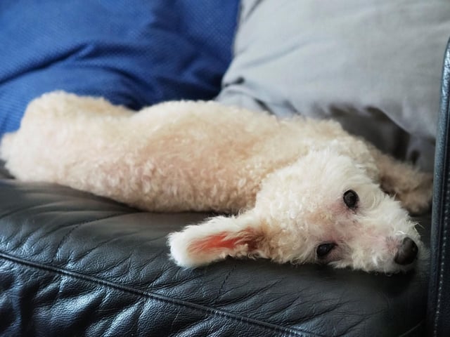 Speed matters when it comes to the Poodle - while the Standard Poodle can happily hare along at speeds in excess of 20mph, the Toy Poodle struggles to reach half that pace.