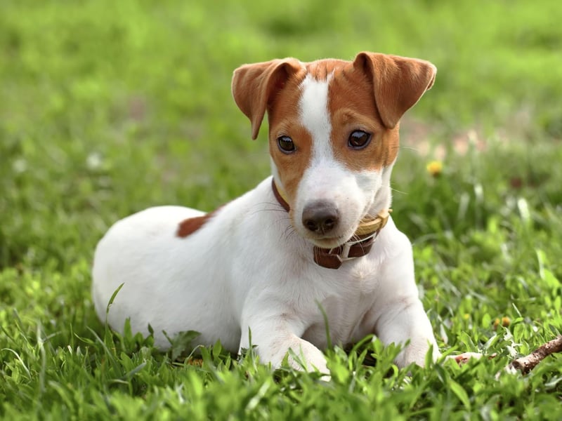 Bred to hunt small animals, the Jack Russell needs plenty of room to roam so will not be happy living in a flat. They can also be tricky to train and stubborn, making them often quite a challenging breed, even for owners with plenty of experience.