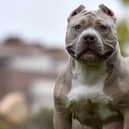 From August 1, it is now illegal to own an XL bully dog in Scotland without an exemption certificate.