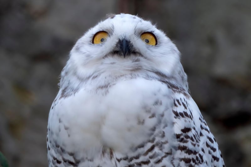 The Scottish Owl Centre can be found in Polkemmet Country Park (Whitburn) which is about halfway between Glasgow and Edinburgh. Visit Scotland reports that the “Scottish Owl Centre houses over 100 owls from around the world.”