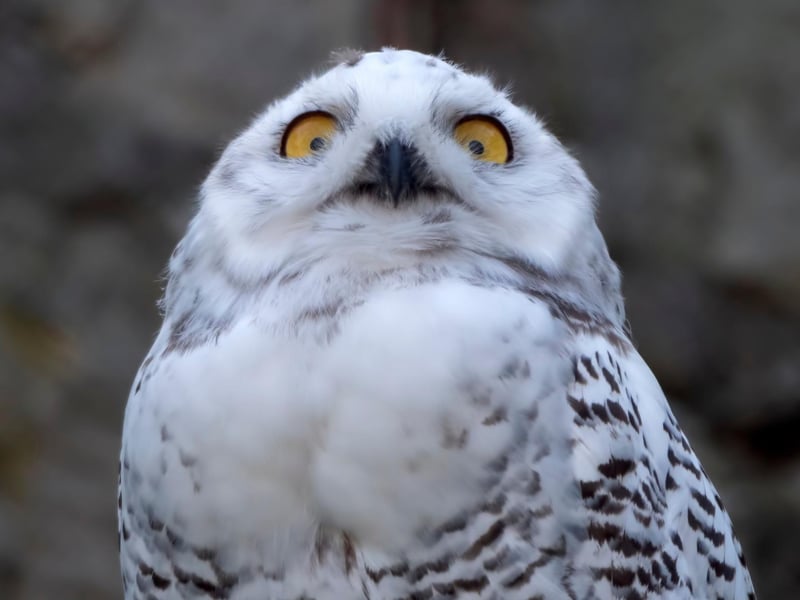 The Scottish Owl Centre can be found in Polkemmet Country Park (Whitburn) which is about halfway between Glasgow and Edinburgh. Visit Scotland reports that the “Scottish Owl Centre houses over 100 owls from around the world.”
