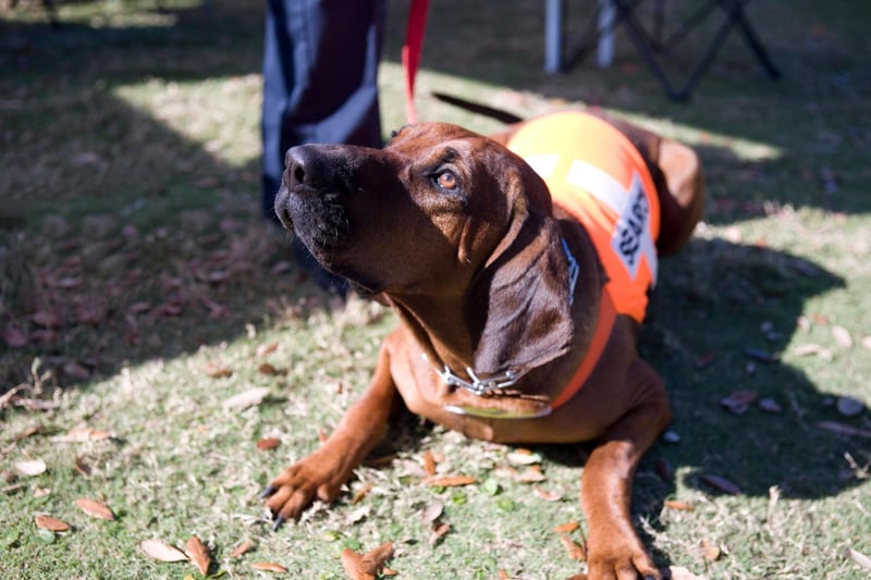 With the most sensitive nose in the dog world, with more than 300 million scent sensors at its disposal, the Bloodhound can follow smells that are weeks old. The dog's long ears help disturb odours from the ground and direct them to that amazing snout.