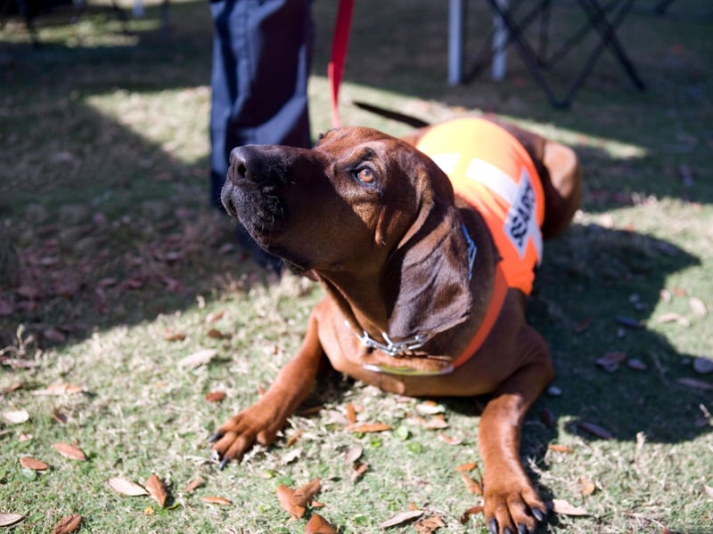 With the most sensitive nose in the dog world, with more than 300 million scent sensors at its disposal, the Bloodhound can follow smells that are weeks old. The dog's long ears help disturb odours from the ground and direct them to that amazing snout.