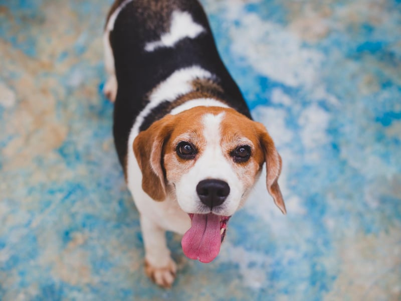 Beagles are charming, sociable little dogs. Originally bred to hunt, they love being showered with affection, but they also need plenty of playtime. They have a habit of getting into trouble when they’re home alone for too long, so bringing them to work is often a good call, providing you can keep an eye on them. Like most dogs, they love to eat, so food enrichment toys are a great call to entertain!