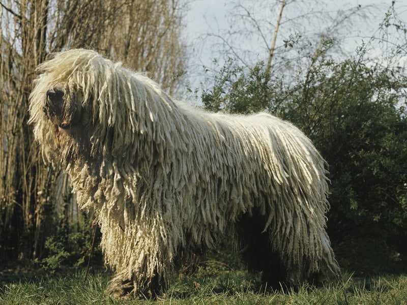 The UK Kennel Club warns that the Komondor, a breed originally from Hungary, has a "forbidding temperament, distrustful of strangers and strongly territorial". That dense corded coat may look amazing, but this is a breed that needs a strong hand and complete authority to ensure it doesn't turn aggressive.
