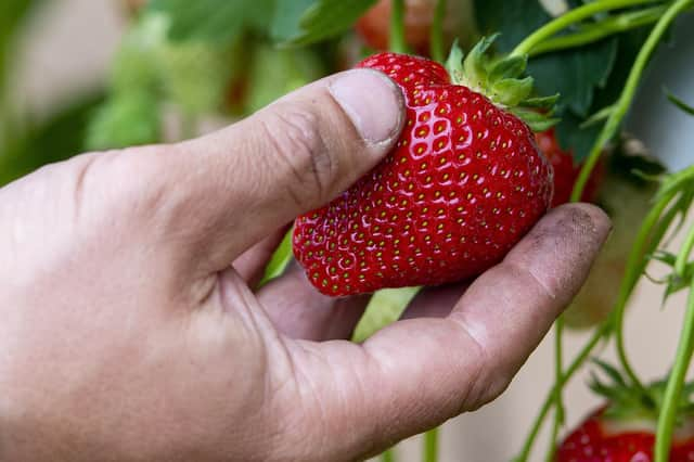 30,000 workers will be permitted to travel to the UK to pick and package fruit and vegetables next year