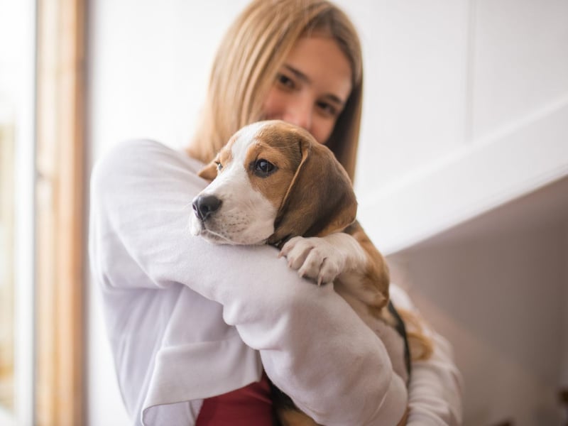 Is it common to find your dog patiently waiting for you directly outside the door after you've visited the bathroom? This is because they see you as part of their pack - often even the leader. There's safety in numbers, so where their beloved human goes, they go.